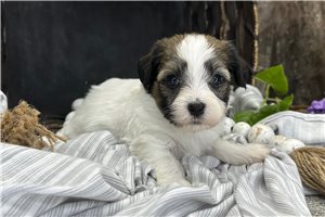 Ryan - puppy for sale