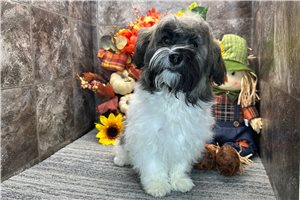 Tabasco - Havanese for sale