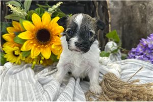 Tabasco - puppy for sale