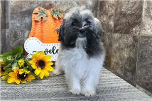 Orchid - Havanese for sale