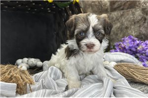 Ricky - Havanese for sale