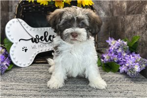Ricky - Havanese for sale