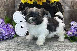 Tabasco - Havanese for sale