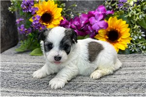 Enrico - Havanese for sale