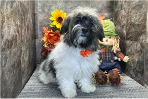 Tabasco - Havanese for sale