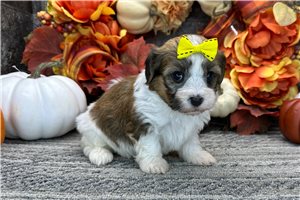 Sarah - puppy for sale