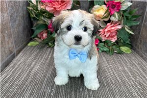 Enrico - puppy for sale