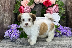 Whitley - Havanese for sale