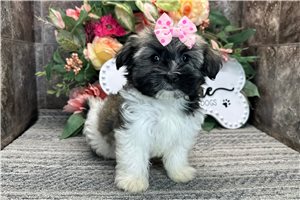 Orchid - Havanese for sale