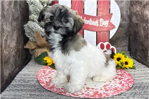 Kingston - Havanese for sale