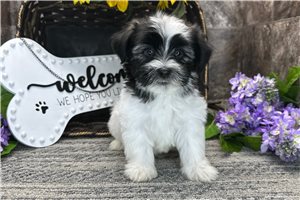 Thaddeus - Havanese for sale