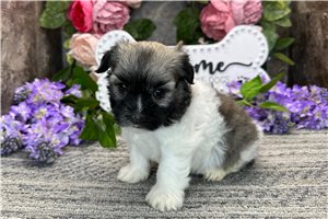 Orchid - puppy for sale