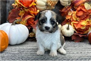 Sawyer - puppy for sale