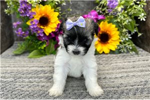 Elise - Havanese for sale