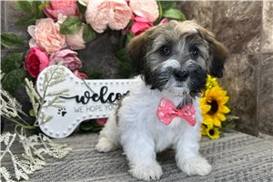 Nolan - puppy for sale