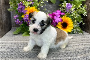 Emory - puppy for sale