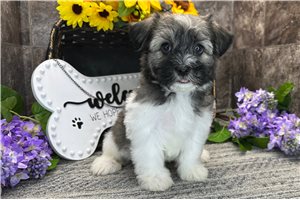 Thomas - Havanese for sale