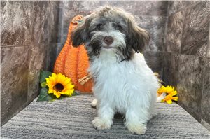 Ricky - Havanese for sale