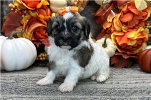 Sugar - Havanese for sale