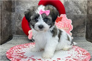 Gypsy - Havanese for sale
