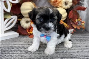 Luther - puppy for sale