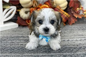 Leonard - Havanese for sale