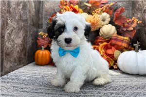 Kensington - puppy for sale