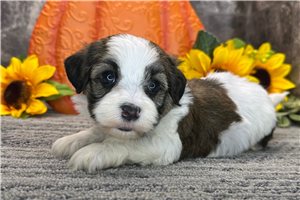 Kenji - puppy for sale
