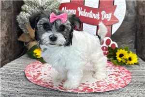 Dakota - puppy for sale