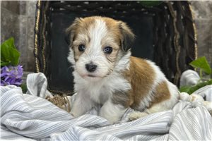 Roscoe - Havanese for sale