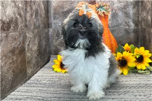 Orchid - puppy for sale