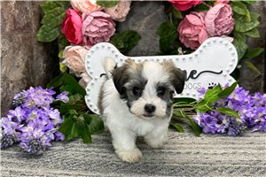 Eliza - Havanese for sale