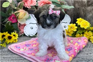 Jade - puppy for sale