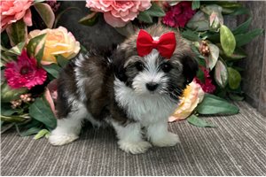 Emery - puppy for sale