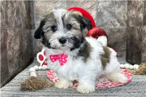Georgie - Havanese for sale