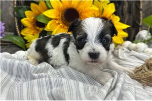 Tyler - puppy for sale