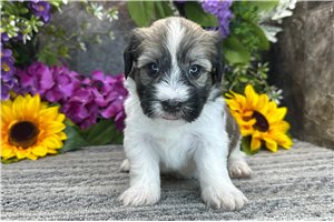 Zip - puppy for sale