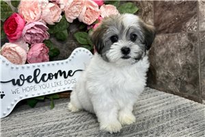 Justin - Havanese for sale
