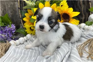 Tamara - Havanese for sale