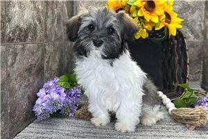 Nathan - Havanese for sale