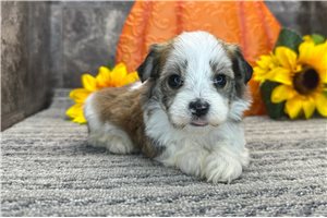 Kendrick - puppy for sale