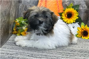 Opal - Havanese for sale