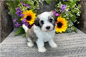 Weston - puppy for sale