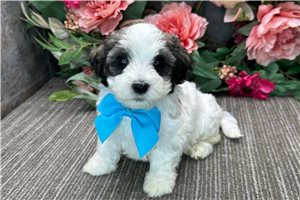 Elliott - puppy for sale