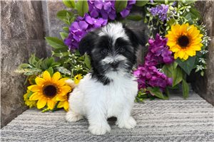 Thaddeus - Havanese for sale
