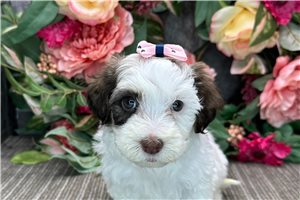 Eva - puppy for sale