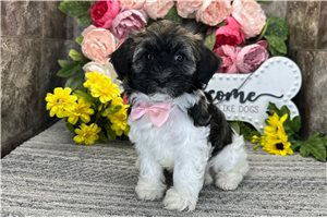 Nash - Havanese for sale