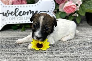 Nolan - puppy for sale