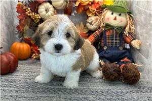 Orlando - Havanese for sale