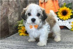 Kendrick - Havanese for sale